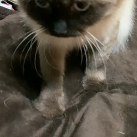 しぃちゃんのふみふみ♡の画像