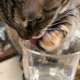 うちの猫の子ここが推しですにゃの画像