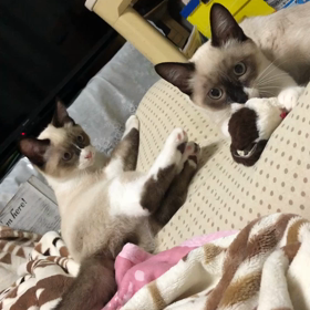 ねずみさんはどーこだ♥️の画像