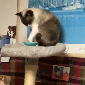 ごはんでちゅ♥️の画像