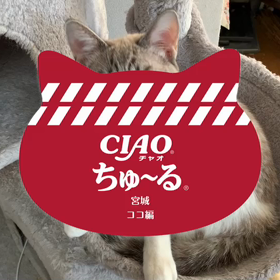 ちゅ~~~るだいしゅきでしゅ~~~‼️の画像