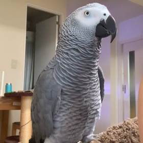 明けました！の画像