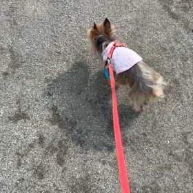 夢さん歩くの画像