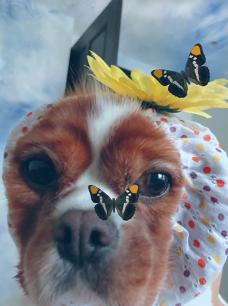 出来ることから❣️保護犬活動の記事動画