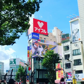新宿の猫の画像