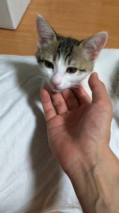 かーちゃんはライブでバーへ、とーちゃんは何しにコーナンへ？の記事動画
