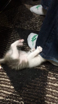 かーちゃんとお留守番の記事動画