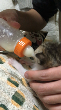 豚ちゃんのちゅっちゅの記事動画