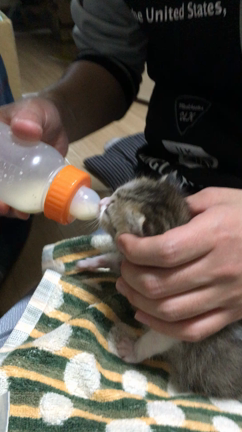 豚ちゃんのちゅっちゅの記事動画