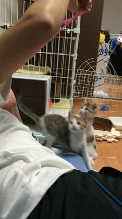 今日のにゃんこの記事動画