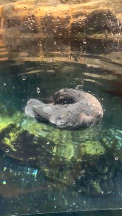 サブブログ更新したよ！！！”葛西臨海公園に行ってきたよ！”の記事動画