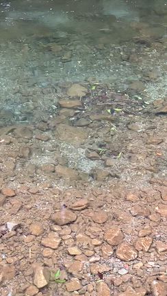 ようざわ便り　4月29日　午後　曇り　気温19℃　水温15℃の記事動画