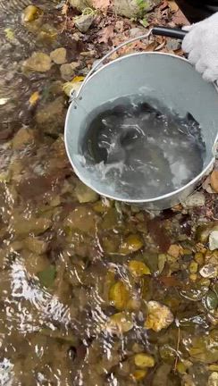 ようざわ便り　4月24日　午後　薄曇り　気温19℃　水温15℃の記事動画