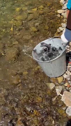 ようざわ便り   5月14日　午後　曇り　気温25℃　水温18℃の記事動画