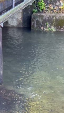 ようざわ便り　5月2日　朝　晴れ　気温14℃　水温12℃の記事動画
