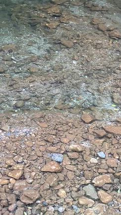 ようざわ便り　4月29日　午後　曇り　気温19℃　水温15℃の記事動画