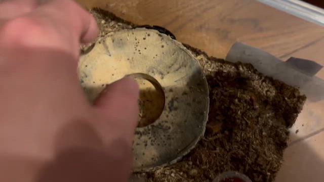 昆虫あるあるの記事動画