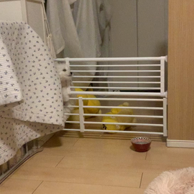 子犬のお守りの画像