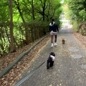 ワンコたちとウォーキングの画像