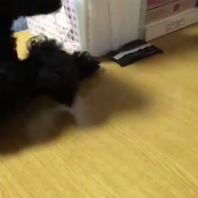クッキー取れないよ～(*^^*)の画像