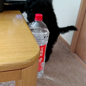 お酒は飲めないのよ！Σ（￣□￣;）の画像