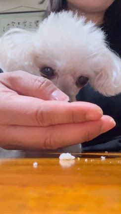【犬用】犬用練り切り体験レッスンの記事動画