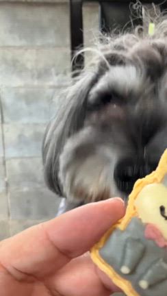 【レポ】犬用アイシングクッキー！の記事動画