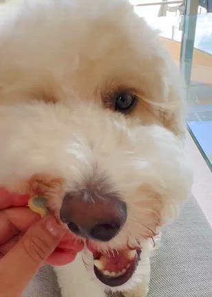 【レポ】犬用アイシングクッキー！の記事動画