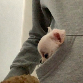 ポケチー(^^)の画像