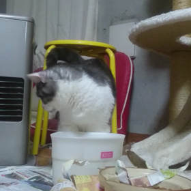 (´Д｀)  縁繋がらず首コテリとすの画像