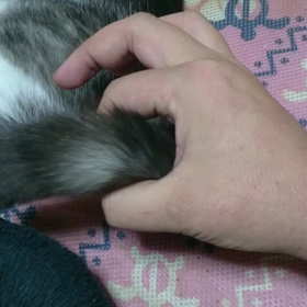 (ωФ)))～ヾ(´▽｀*)  さわさわの画像