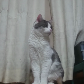 ι(｀ロ´)ノ  あっち向いてキューーン！の画像
