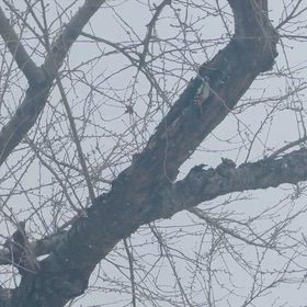 14鞍目・道産子で部班練習の画像