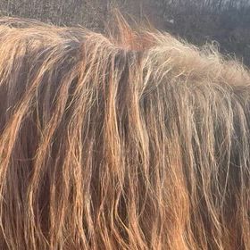 25鞍目 外乗60分コースの画像