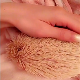 ♡怒りのハリネズミ♡の画像