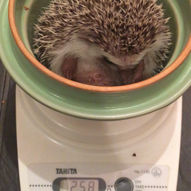 ♡ハリネズミ体重計測の様子♡1番大きかった子の画像