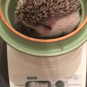 ♡ハリネズミ体重計測の様子♡2番目に大きかった子の画像