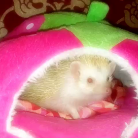 ♡女神なハリネズミあんず♡の画像
