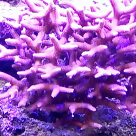 酔っ払って動画編集してみたの画像