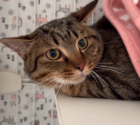 Sakai❤︎猫活❣️譲渡会のご報告！の記事動画