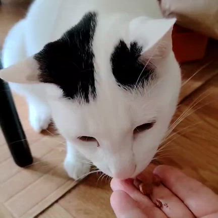 Sakai❤︎猫活❣️「譲渡会参加猫」6/14(日)たま柄☆こも君！の記事動画