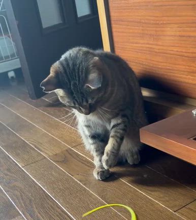 Sakai❤︎猫活❣️「譲渡会参加猫」6/14(日)キジトラ☆キラン君！の記事動画