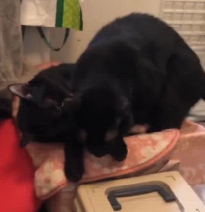 Sakai❤︎猫活❣️「譲渡会参加猫」6/14(日)黒猫☆バロン君！の記事動画