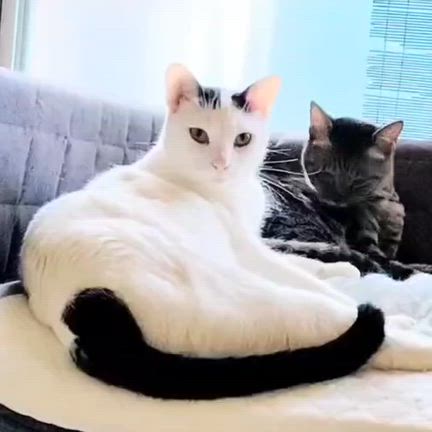 Sakai❤︎猫活❣️「譲渡会参加猫」6/14(日)たま柄☆こも君！の記事動画