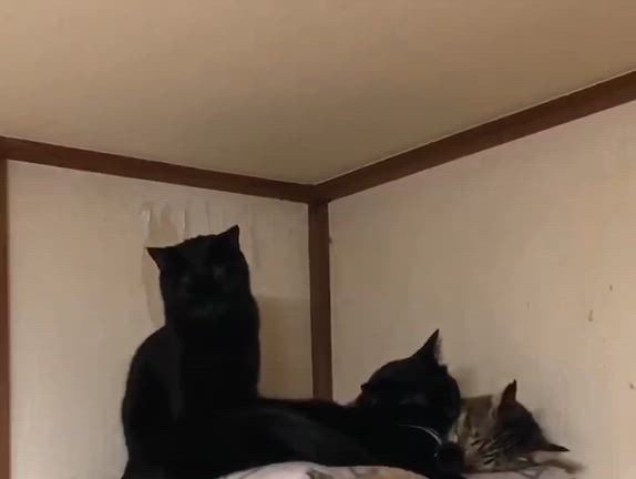 Sakai❤︎猫活❣️「譲渡会参加猫」6/14(日)サビ猫☆あんこちゃん！の記事動画
