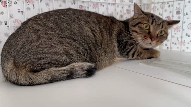 Sakai❤︎猫活❣️「譲渡会参加猫」6/14(日)キジトラ☆キラン君！の記事動画