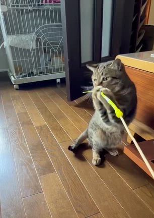 Sakai❤︎猫活❣️「譲渡会参加猫」6/14(日)キジトラ☆キラン君！の記事動画