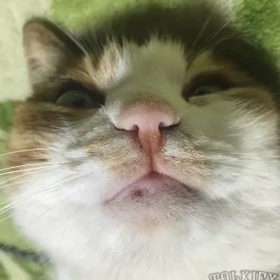 おやすみなさい ミーちゃんの画像