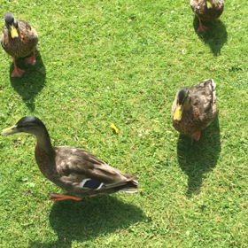 イギリス留学139日目 (ポケモンgo始動の巻)の画像
