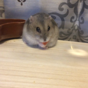 リリー☆の画像